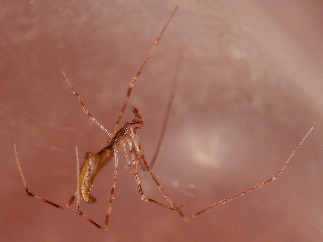 Rhomphaea sp. - S. Teresa G. (OT)